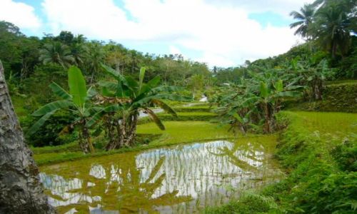 Zdjcie FILIPINY / Bohol / Tarsier / Pola ryzowe