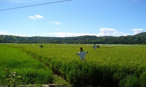 Zdjęcie FILIPINY / Bohol / Corella / Pola ryzowe