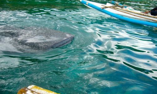 Zdjęcie FILIPINY / Bohol / Oslob / Rekiny wielorybie