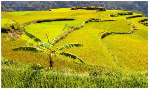 Zdjęcie FILIPINY / Luzon / Maligcong / Maligcong Rice Fields