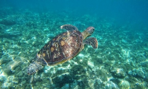 Zdjęcie FILIPINY / Apo Island / Apo Island / Żółwik