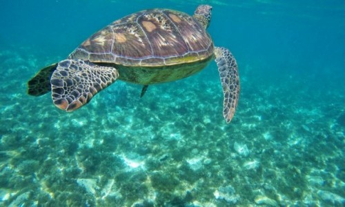 Zdjęcie FILIPINY / Apo Island / Apo Island / I żółwik