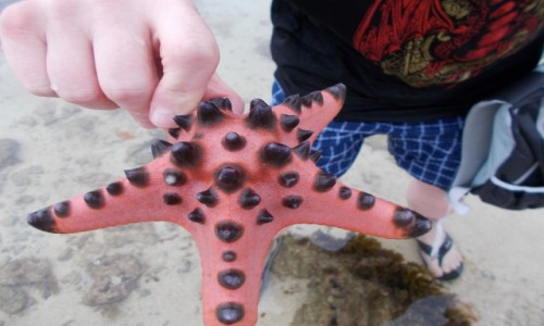 Zdjęcie FILIPINY / Palawan / Starfish island.  / Rozczarowanie :)