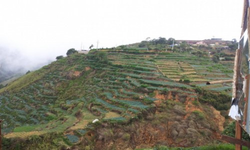 Zdjęcie FILIPINY / Luzon / Baguio. / La presa. Farma truskawek.