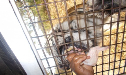 Zdjęcie FILIPINY / Luzon / Zoobic safari park.  / Tygrysy na