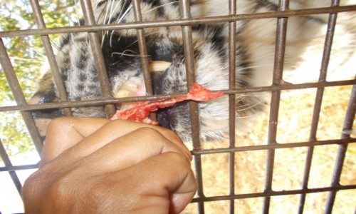 Zdjęcie FILIPINY / Luzon / Zoobic safari park.  / Tygrysy na