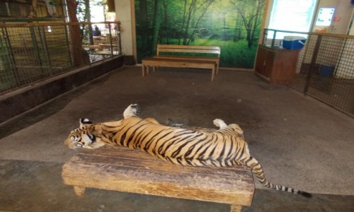 Zdjecie FILIPINY / Luzon / Zoobic safari park.  / W oczekiwaniu na fotk. :)