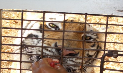 Zdjecie FILIPINY / Luzon / Zoobic safari park.  / Spjrz mi prosto w oczy. :) 