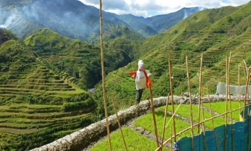 Zdjecie FILIPINY / Ifugao / Banaue / Tarasy ryowe Banaue