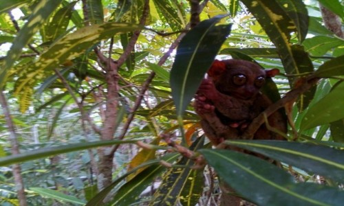 Zdjecie FILIPINY / Bohol / Bohol / Tarsier - Wyrak