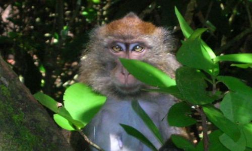Zdjecie FILIPINY / Palawan / Sabang / Monkey Trail