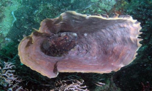 Zdjecie FILIPINY / Mindoro / Sabang / Nie ma to jak w domu