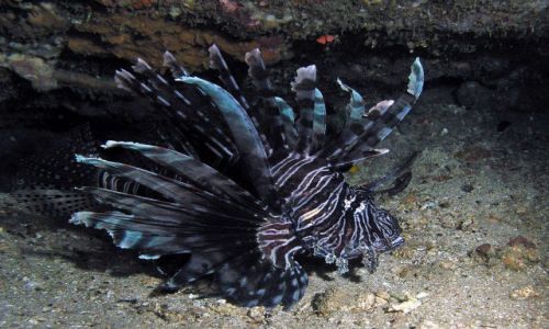 Zdjcie FILIPINY / Mindoro / Sabang / I co teraz....?