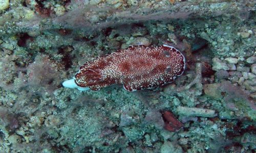Zdjęcie FILIPINY / Mindoro / Sabang / Ślimak