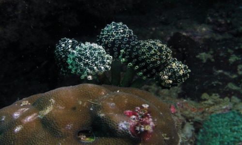 Zdjęcie FILIPINY / Mindoro / Sabang   Boulders / Podwodny świat