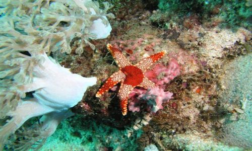 Zdjcie FILIPINY / Mindoro / Sabang / Rozgwiazda
