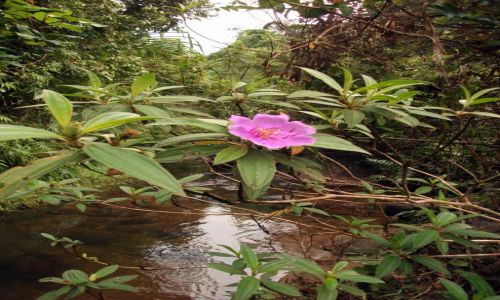 Zdjęcie FILIPINY / Palawan / okolice El Nido ... / ... z brązową tonacją tła ....
