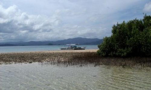 Zdjęcie FILIPINY / Palawan / Port Barton, okolice / ... mangrowa laguna ...