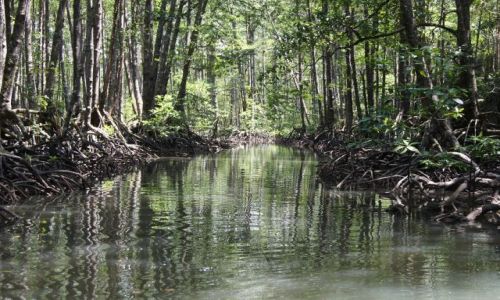 Zdjęcie FILIPINY / PAPAWAN / OKOLICE SABANG / LAS MANGROWY