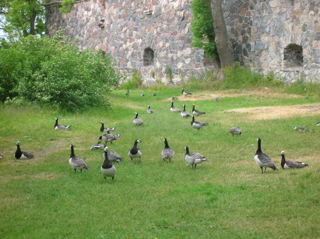 Zdjęcia: Suomenlinna, Helsinki, Forteca i gesi, FINLANDIA Zdjęcia: Suomenlinna, Helsinki, Forteca i gesi, FINLANDIA