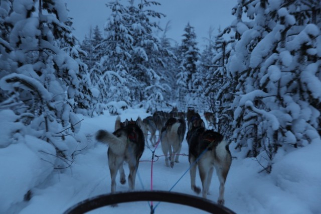 Zdj cia: Rovaniemi, Laponia, Zaprzg, FINLANDIA
