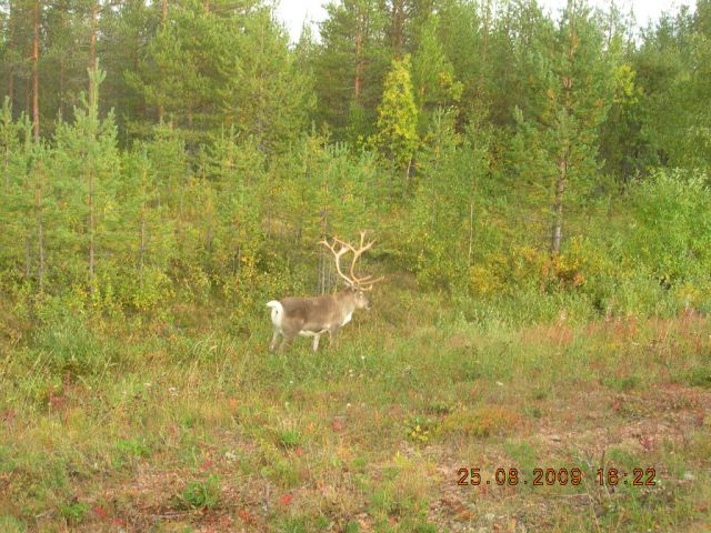 Zdjęcia: okolice Rovaniemi, jeden z reniferów Mikołaja, FINLANDIA Zdjęcia: okolice Rovaniemi, jeden z reniferów Mikołaja, FINLANDIA