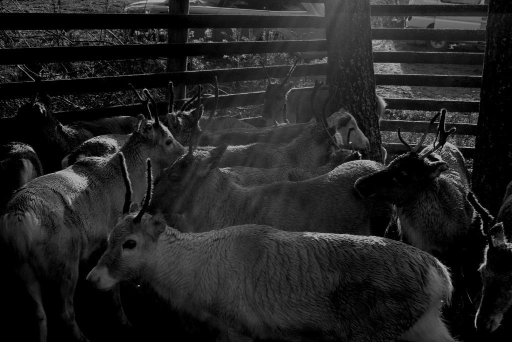 Zdjęcia: Rovaniemi, Laponia, Reindeer, FINLANDIA Zdjęcia: Rovaniemi, Laponia, Reindeer, FINLANDIA