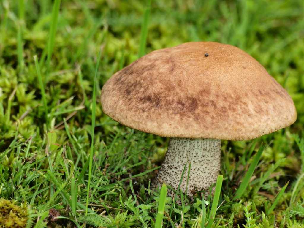 Zdjęcia: Laponia, fińskie grzybobranie, FINLANDIA Zdjęcia: Laponia, fińskie grzybobranie, FINLANDIA