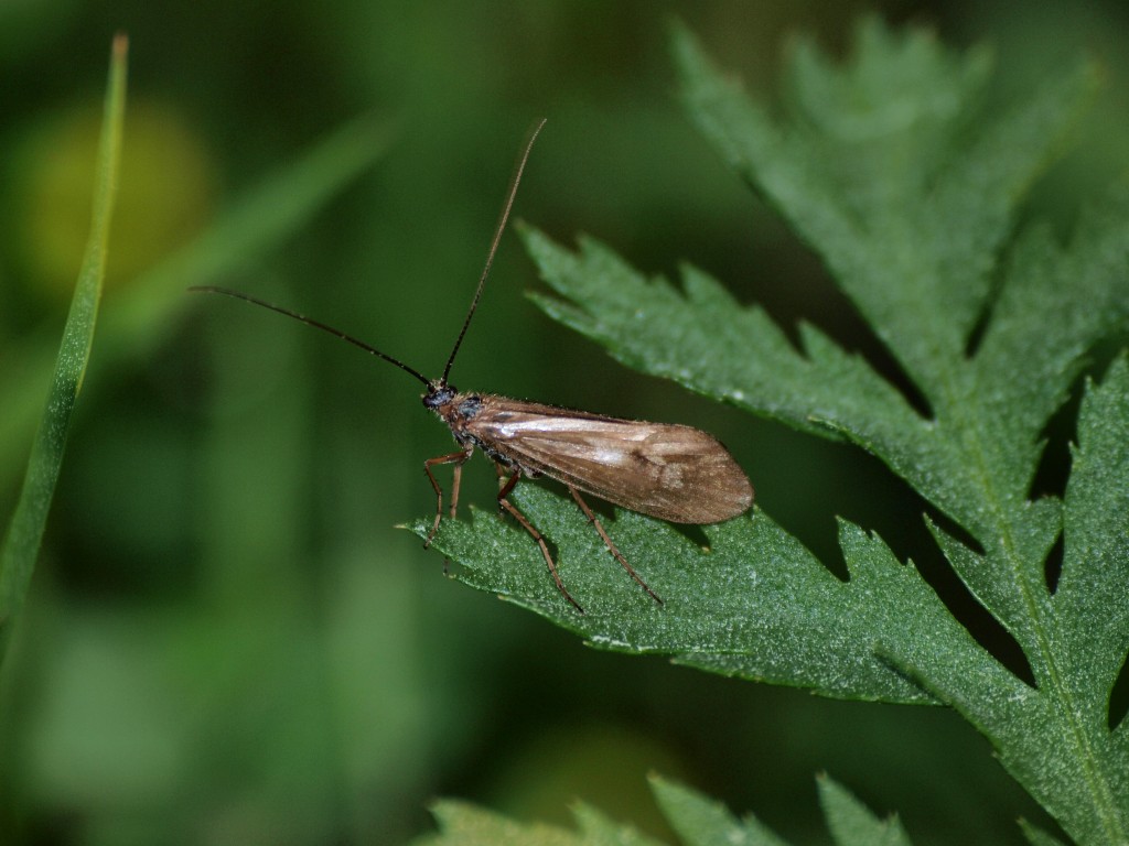 Zdjęcia: Rovaniemi, Laponia, fiński owad, FINLANDIA Zdjęcia: Rovaniemi, Laponia, fiński owad, FINLANDIA