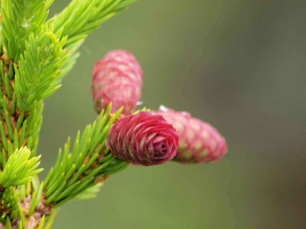 Zdjęcia: Laponia, w fińskim lesie, FINLANDIA Zdjęcia: Laponia, w fińskim lesie, FINLANDIA