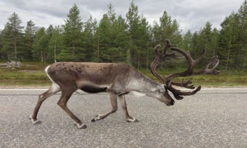 Zdjecie FINLANDIA / Rovaniemi / Rovaniemi / w drodze na nordkapp