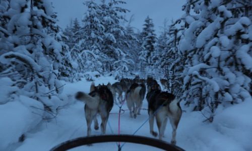 FINLANDIA / Laponia / Rovaniemi / Zaprzg