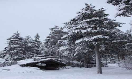 FINLANDIA / Laponia / Rovaniemi / Pejza zimowy