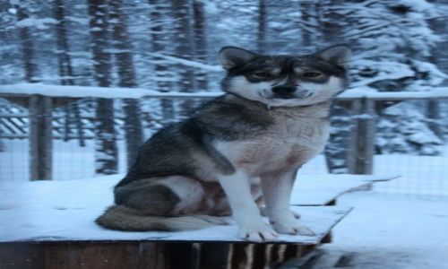 Zdjcie FINLANDIA / Laponia / Napapiiri / Na stray