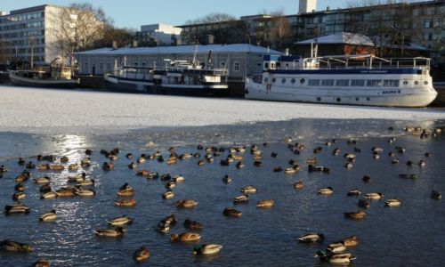 Zdjcie FINLANDIA / Turku / Rzeka Aurajoki / Kaczki w przerbli
