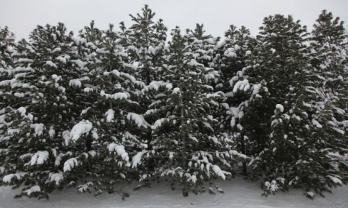 Zdjecie FINLANDIA / Laponia / Rovaniemi / Choinki