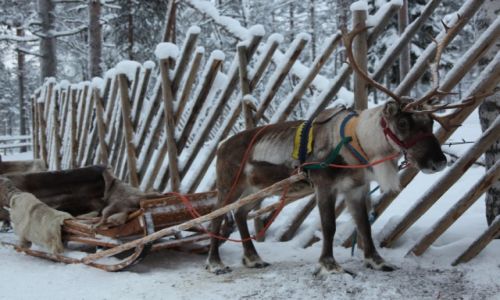 Zdjecie FINLANDIA / Laponia / Rovaniemi / Taxi z rogatym napdem