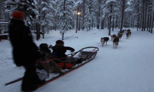 Zdjcie FINLANDIA / Laponia / Rovaniemi, Husky park / Zaprzg