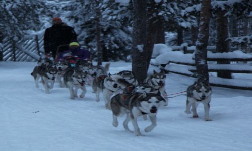 Zdjcie FINLANDIA / Laponia / Rovaniemi, Husky park / Zaprzg