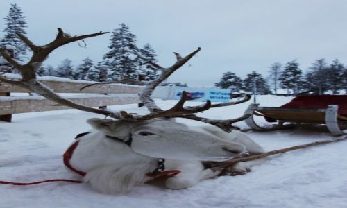 Zdjęcie FINLANDIA / Laponia / Rovaniemi / Strudzony dalek± drog±