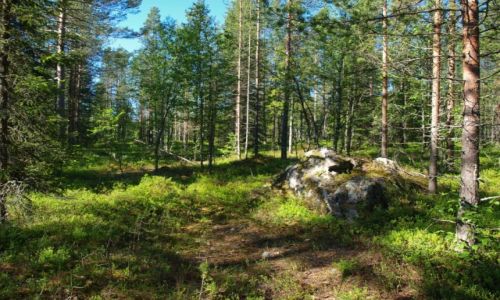 Zdjcie FINLANDIA / Laponia / Napapiri / las witego Mikoaja