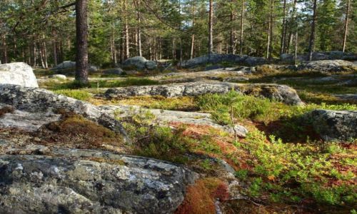 Zdjęcie FINLANDIA / Laponia / Rovaniemi / w fińskim lesie 3