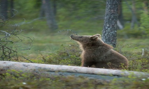 Zdjecie FINLANDIA / - / Fiska Tajga / Gdzie on tam wlaz...