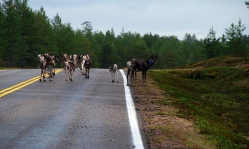 FINLANDIA / Laponia / Ruka / Renifery