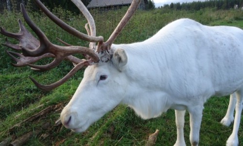 Zdjecie FINLANDIA / Laponia / Rovaniemi / Biały renifer