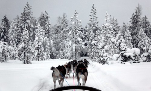 Zdjecie FINLANDIA / Laponia / Rovaniemi  / Mj zaprzg