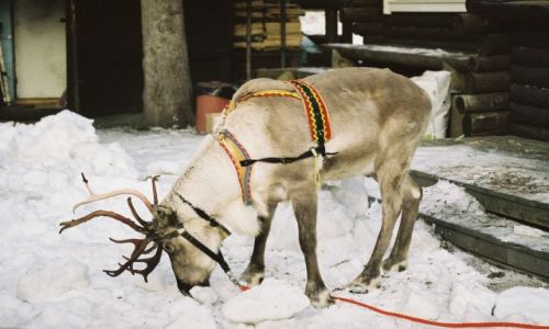 Zdjecie FINLANDIA / Laponia / ROVANIEMI / RENIFER