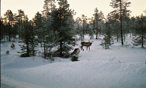 Zdjcie FINLANDIA / LAPLAND / SRODKOWY LAPLAND / FISKIE KLIMATY