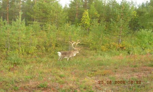 Zdjecie FINLANDIA / brak / okolice Rovaniemi / jeden z reniferów Mikołaja