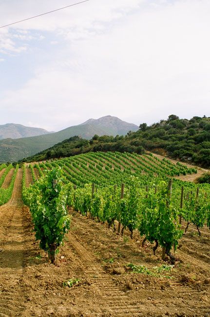 Zdjęcia: Patrimonio, Korsyka, Korsyka - winnice Patrimonio, FRANCJA Zdjęcia: Patrimonio, Korsyka, Korsyka - winnice Patrimonio, FRANCJA